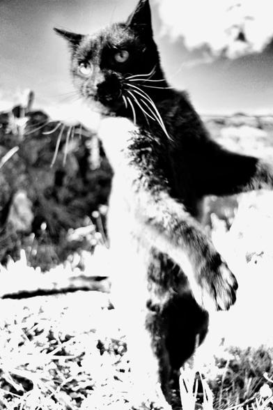 Black and white photo of a black cat
