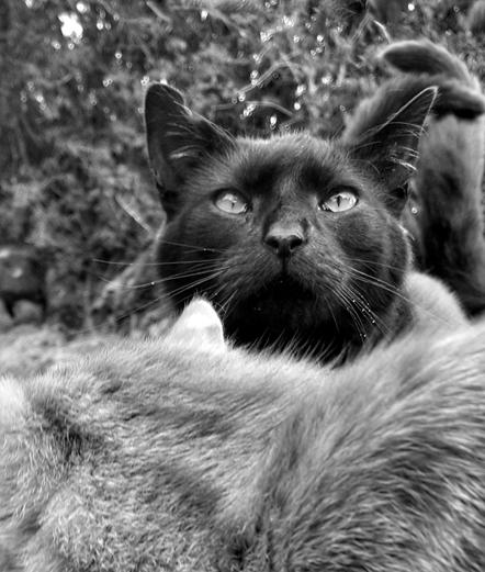 Black and white photo of a black cat photo bombed by his ginger brother