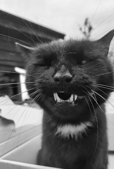 Black cat trying to sell an unused copy of Windows Vista.