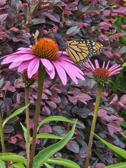 Monarch butterfly on pink cone flower with loropetalum in background