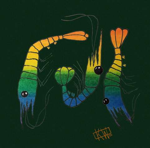 3 ink & watercolor shrimp decked out in their rainbow best for Pride Month!