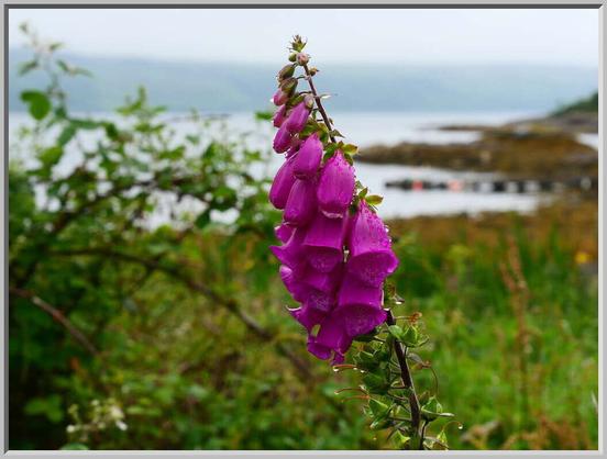 A drippy purply red foxglove against greens and a grey background