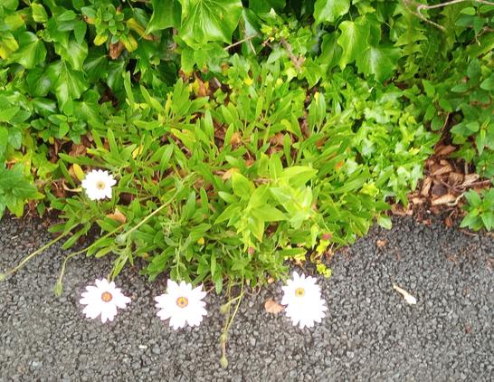 some wildfvlowers growing by the bike path.
