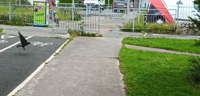 a rook swoops in low across foot and bike path to a cracker left in deep grass at base of a tree.