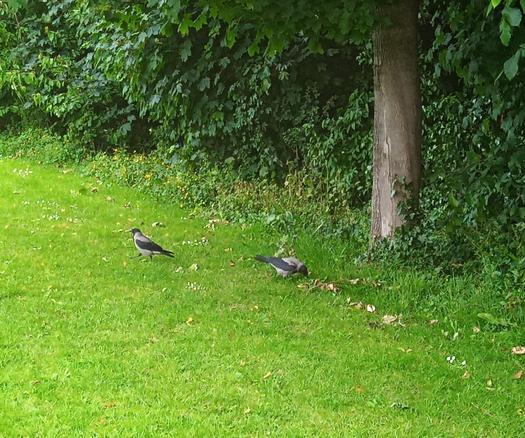 2 crows arrive for crackers left in deep grass at base of tree.