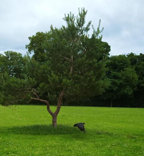 a crow flies off cracker in beak after getting it from under a tree.