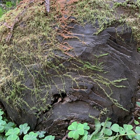 Lichen covering a fallen tree stump