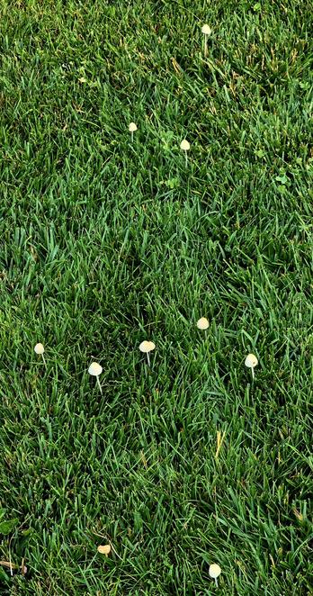 Field of small white capped mushrooms on a lawn.