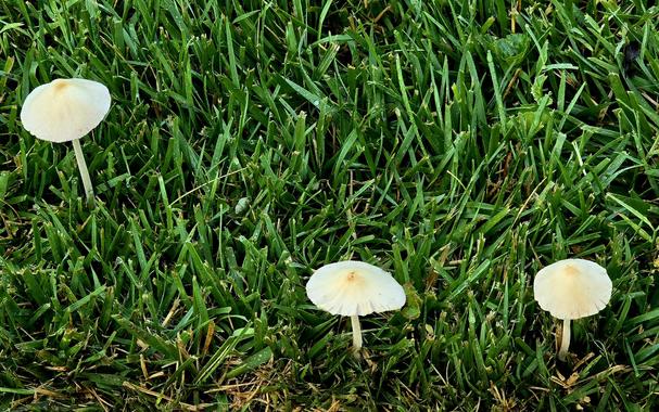 Close up of several small white-capped mushrooms on a lawn.