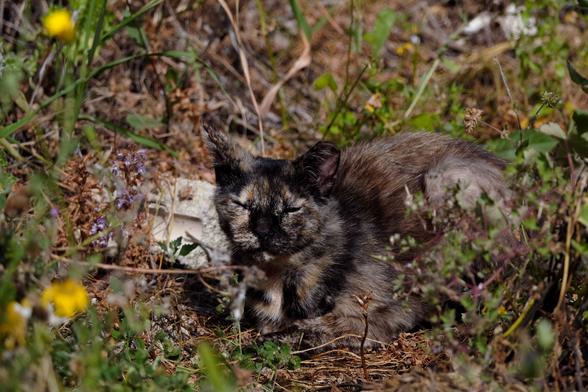 Photo of a tortoiseshell cat, resting on a sunny spot between wild flowers.