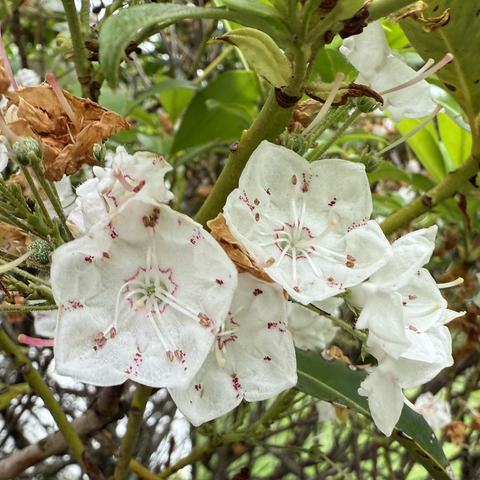 Mountain Laurel flowers
