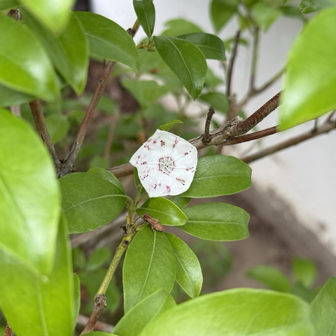 Mountain laurel flower