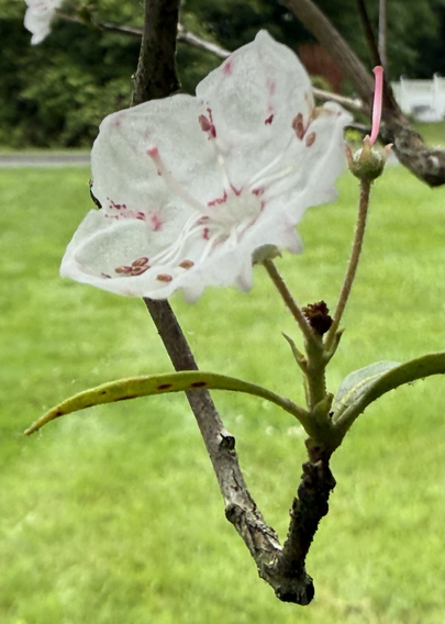 Mountain laurel flower