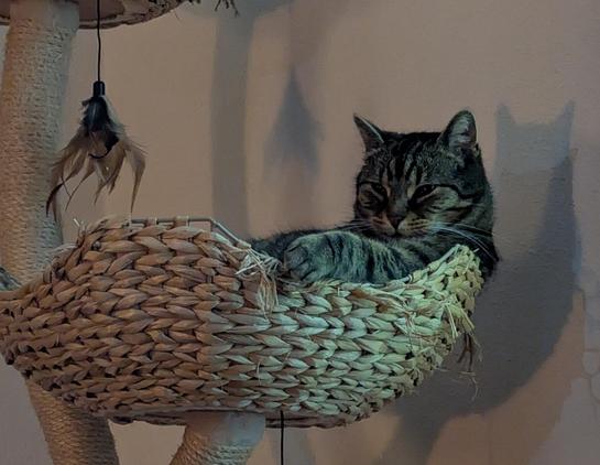Katze am chillen