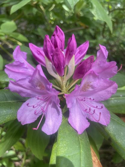 A partially unfurled pink rhododendron.