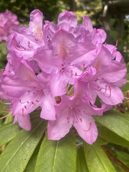 An entirely unfurled pink rhododendron.
