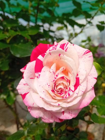 Une rose double striée blanc et touge