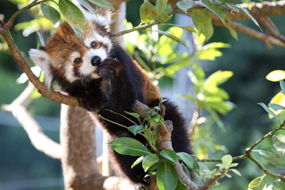 A picture of a Red Panda.