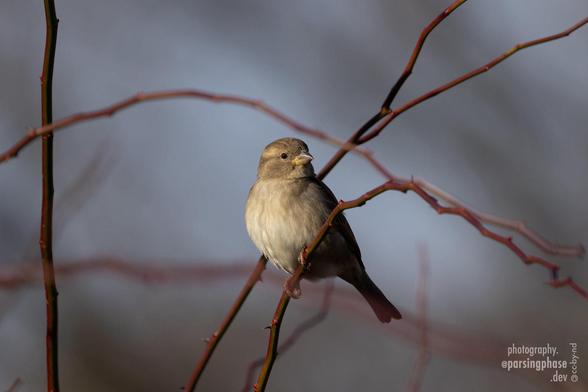 Dapper profile portrait of a female or juvenile House Sparrow in a distinguished pose among red branches.