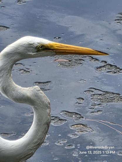 Close up of the long, skinny "s" shaped neck of a tall white bird wading in shallow pond water.