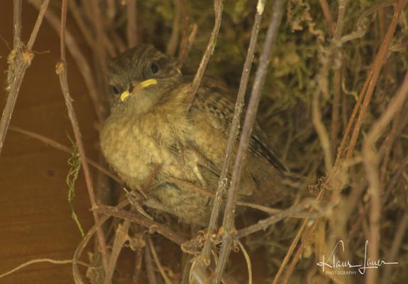 Auf den Foto sieht man einen jungen Zaunkönig, der gerade aus dem Nest geflohen ist und jetzt unter einem mit wildem Wein bewachsenen Dachüberstand sitzt und auf die Fütterung wartet.