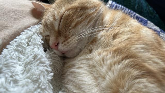 Washy the cat sleeping mlem