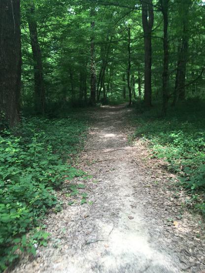 Un chemin forestier au cœur de la Forêt d’Agre