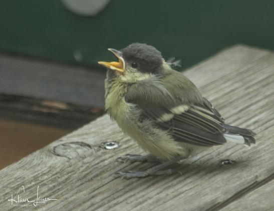 Auf dem Foto sieht man eine junge Kohlmeise mit aufgerissenem Schnabel auf einer Holzterrasse sitzen und nach Futter betteln.