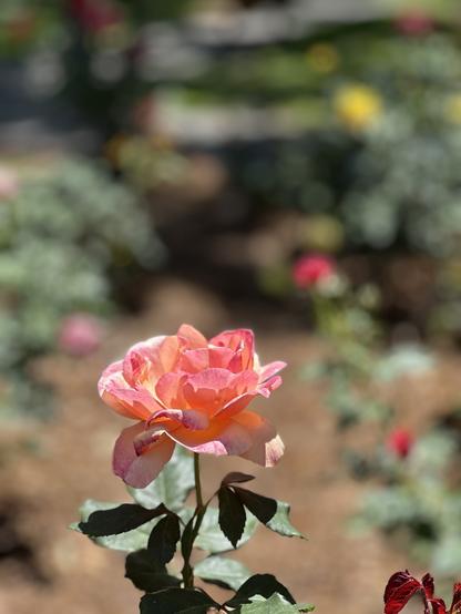 A close-up of a blooming peach and pink rose, surrounded by a blurred background of greenery and other roses.