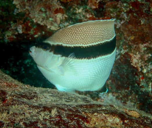 A white fish boldly marked with a black band over its eyes to tail, and colored light brown over its back, pauses at an ocean reef.