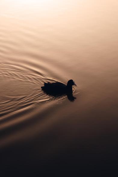 Ein Blässhun schwimmt in der Mitte des Bildes. Durch die Stimmung des Sonnenuntergangs ist die obere hälfte des Bildes in einem goldenen Schimmer und der untere Teil dunkel. Sanfte Wellen gehen vom Blässhun aus in entgegengesetzter Schwimmrichtung.