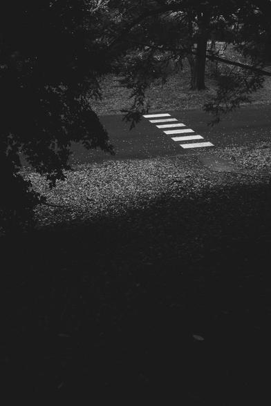Black and white image of a crosswalk on a road. Dark tree branches frame the upper portion, casting shadows. Fallen leaves scatter across the pavement.
