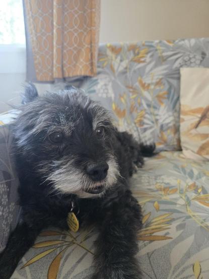 Lil black dog sitting on a tropical print chair