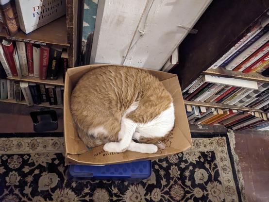 Orange and White cat sleeping curled up in a collapsed cardboard box