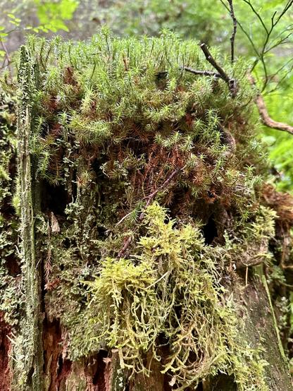 An assortment of thick moss and lichen crowns an old decayed tree stump. The moss on top curls upwards while a cluster of lichen hangs downward below.