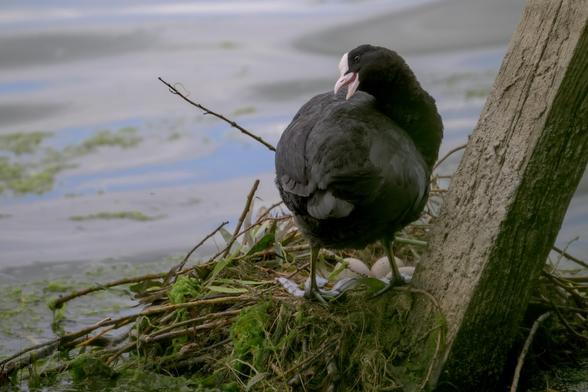 A black Eurasian Coot with a distinctive white facial shield stands on a nest made of twigs and vegetation, built at the edge of a body of water. The bird is facing slightly away but looking back over its shoulder, and several pale eggs are visible beneath its body. A large wooden post supports the nest, which is surrounded by green algae and floating plant matter.