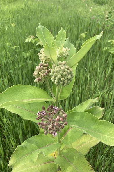 The top portion of s single-stemmed, green plant with large leaves with wavy edges.  One spherical cluster of tiny blossoms is showing pink and a few flowers are blooming.  Above, are other less mature clusters showing just a hint of pink.