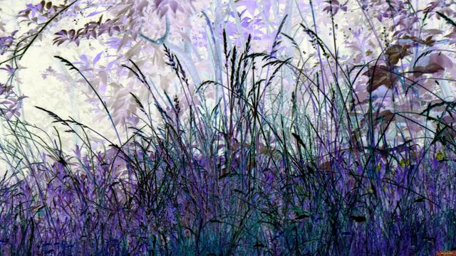 Gräser im Wind
Grasses in the wind
FotoArt
