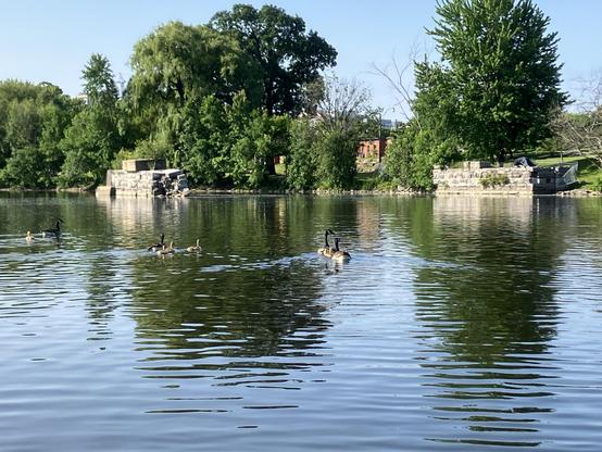 Some Canadian geese and goslings on the water near the old stone train bridge ruins between King Edward Park and Stanley Park near Sussex Drive