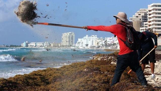Així retiren el sargàs a les platges de Cancún (EFE/Alonso Cupul)