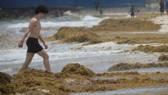 Un turista camina en una platja plena de sargassos a Playa del Carmen, Mèxic (Reuters/Paola Chiomante)