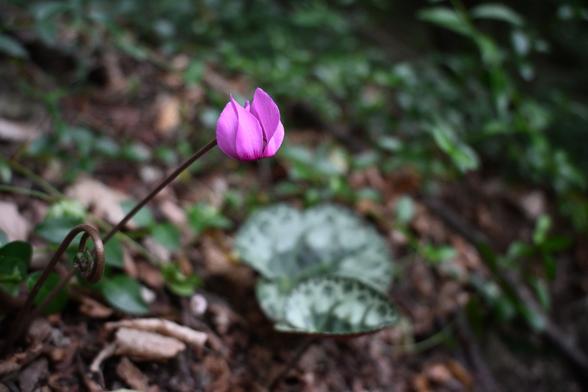 Eine einzelne Blüte eines Alpenveilchens. Die Blüte ist rosa, nach unten geneigt und die zarten Blütenblätter zeigen nach unten. Die Blüte ist an einem dunkelroten Stiel, der am linken Bildrand aus dem mit Laub bedeckten Boden wächst. Vor der Stiel der Blüte wächst noch ein weiterer Stiel aus dem Boden. Dieser ist noch eingerollt. Die Blätter der Pfanze sind etwas weiter hinten im Bild. Es sind zwei Blätter erkennbar. Diese sind unscharf, aber es ist trotzdem eine elegante, silberne Zeichnung auf den beiden dunkelgrünen, herzförmigen Blättern zu erkennen. Im Hintergrund sind die dunkelgrünen Blätter von anderen Pflanzen.