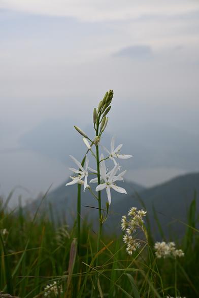 Eine Graslilie in einer Bergwiese. Die Lilie hat einen einzigen Stiel mit mehreren Blüten und Knospen. Die unten Blüten sind geöffnet. Weiter oben am Stiel sind die Knospen noch geschlossen. Die einzelne Blüte besteht aus sechs langen, schmalen, schneeweißen Blütenblättern. Die Staubblätter sind gelb. Neben der Graslilie sind noch weitere weiße Blüten im Gras. Im Hintergrund ist eine verträumte, blaue Berglandschaft mit einem wunderschönen See und Wolken.