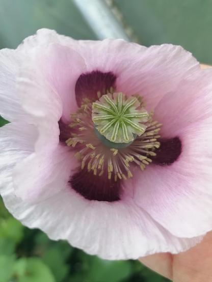 A poppy flower. Light pink petals with a dark maroon cross in the centre.