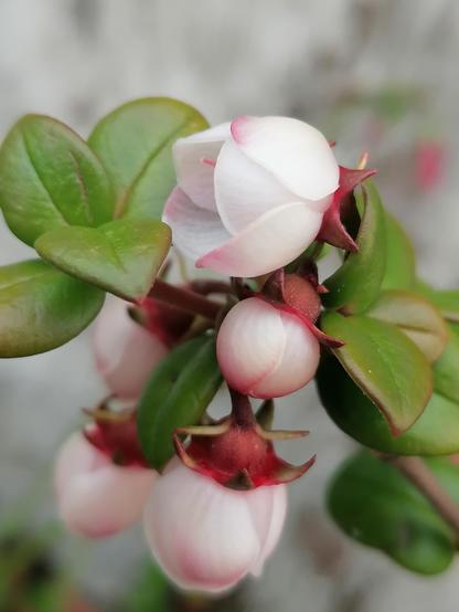 Chilean guava flowers with some leaves on a stem.