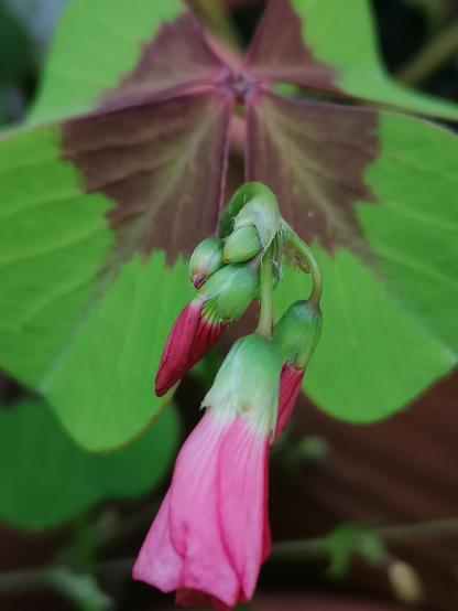 Oxalis flowers about to bloom with a leaf in the background.