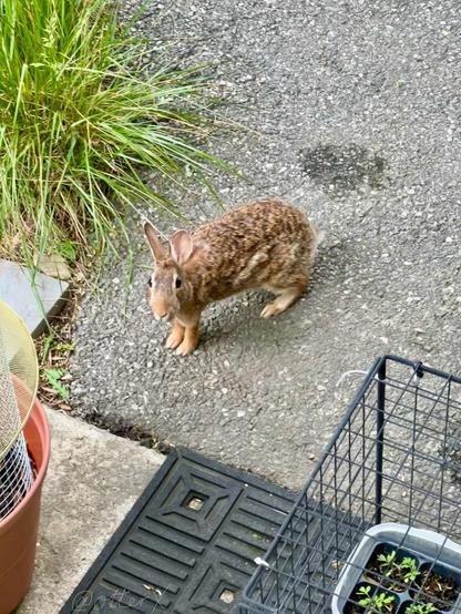 The agouti wild rabbit is on the paved foot path at the bottom of the kitchen door steps, the ears perked up and looking up. Taken from the top kitchen door step. There’s a bushy grass at the top left corner, and some caged grape tomato seedlings on the bottom right of the photo.