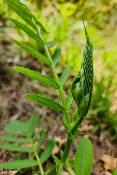 Close-up of a young plant shoot with vibrant green leaves and a tightly coiled frond. The background is softly blurred, highlighting the fern's details and creating a natural setting.