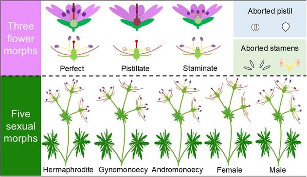 Diagrams illustrating (top, left) three flower morphs (perfect, pistillate, and staminate), (top, right) aborted pistil and stamens, and (bottom) five sexual morphs (hermaphrodite, gynomonoecy, andromonoecy, female, and male).