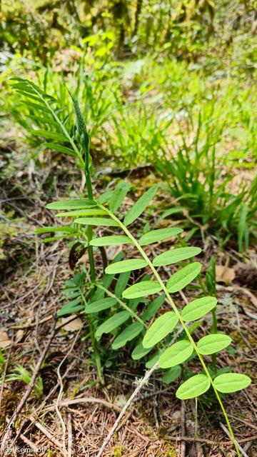 Close-up of a green plant with elongated, oval leaves arranged alternately along a central stem. The background shows a forest floor with grass, fallen leaves, and twigs, slightly out of focus.